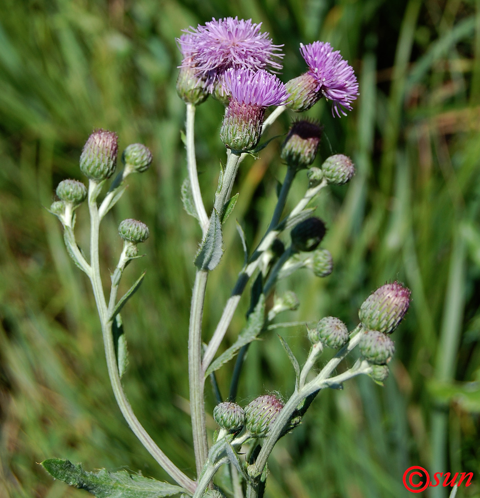 Image of Cirsium incanum specimen.