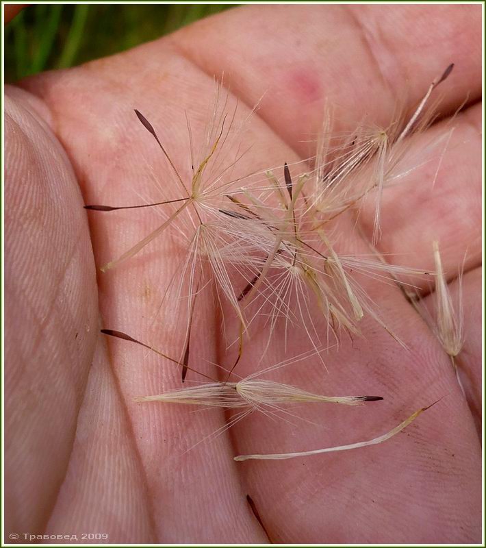 Image of Hypochaeris radicata specimen.