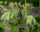 Tinantia erecta. Отцветшее соцветие с завязями ('Purpurea'). Германия, г. Крефельд, Ботанический сад. 06.09.2014.