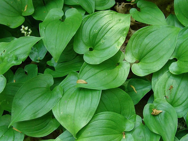 Изображение особи Maianthemum bifolium.