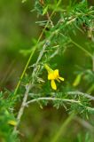 Caragana pygmaea. Часть побега с цветком. Хакасия, Усть-Абаканский район, окр. с. Капчалы. Август 2009 г.