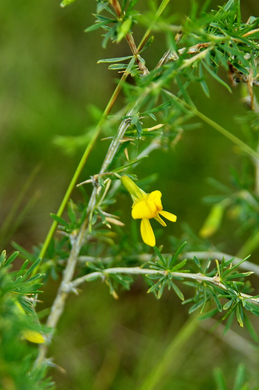 Image of Caragana pygmaea specimen.