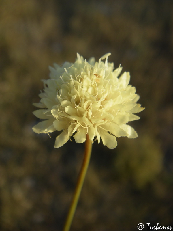 Изображение особи Cephalaria coriacea.