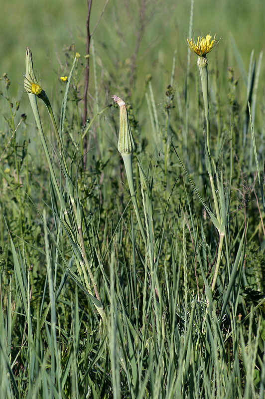 Изображение особи Tragopogon dubius.