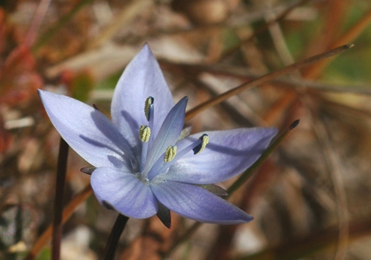 Изображение особи Lomatogonium carinthiacum.