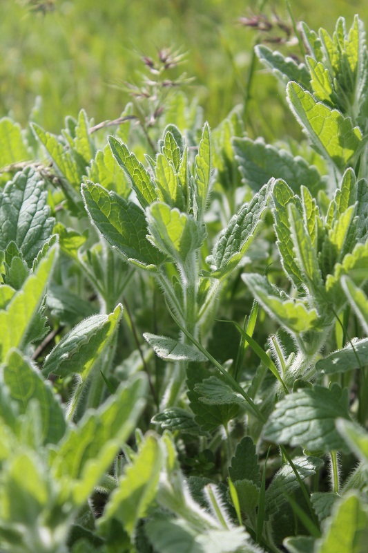 Image of Nepeta parviflora specimen.