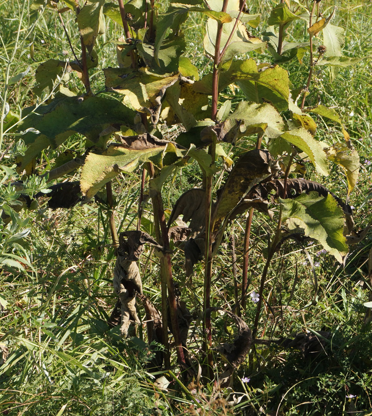 Изображение особи Inula helenium.