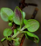 Origanum dayi