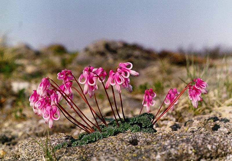 Image of Dicentra peregrina specimen.