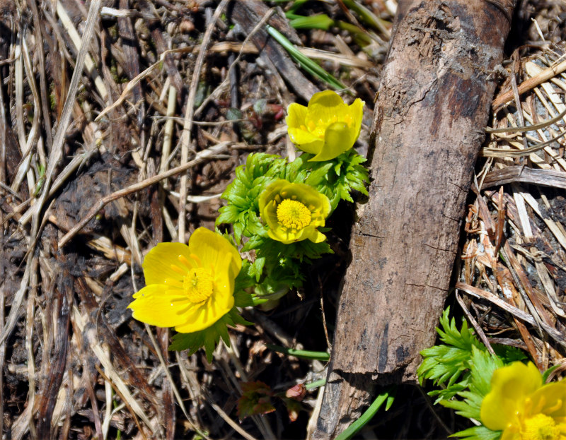 Image of Trollius ranunculinus specimen.