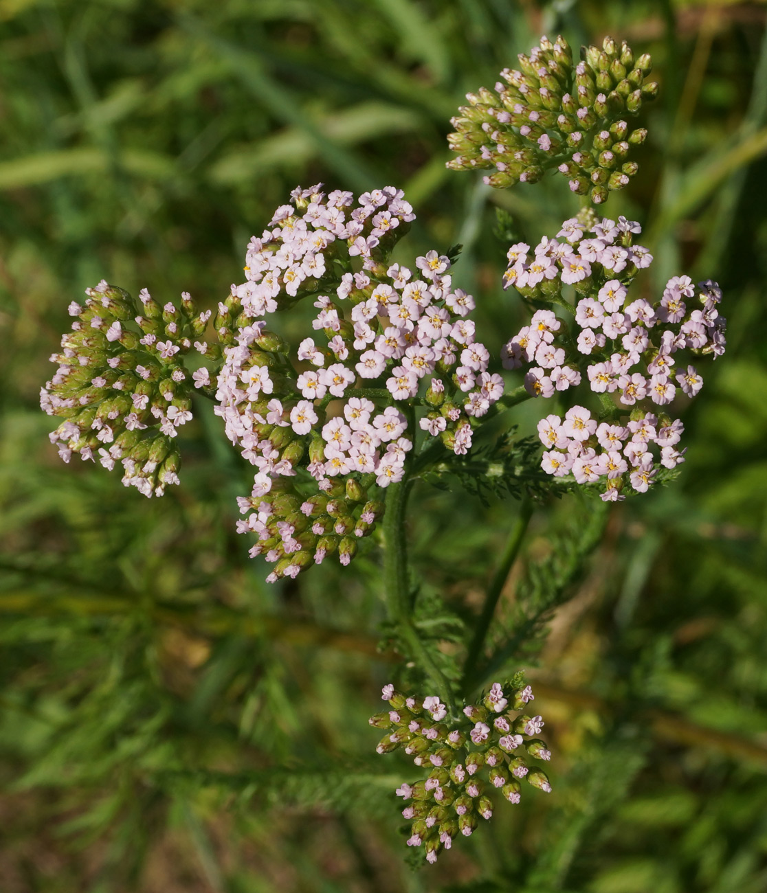 Image of Achillea millefolium specimen.