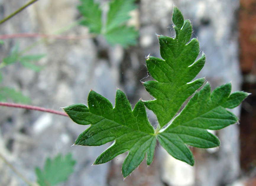 Image of Potentilla arenosa specimen.