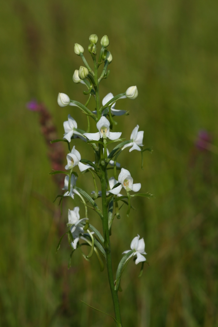 Image of Habenaria linearifolia specimen.