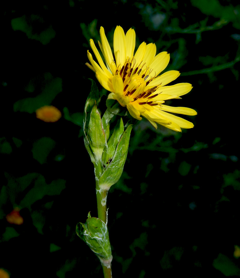 Image of Tragopogon orientalis specimen.