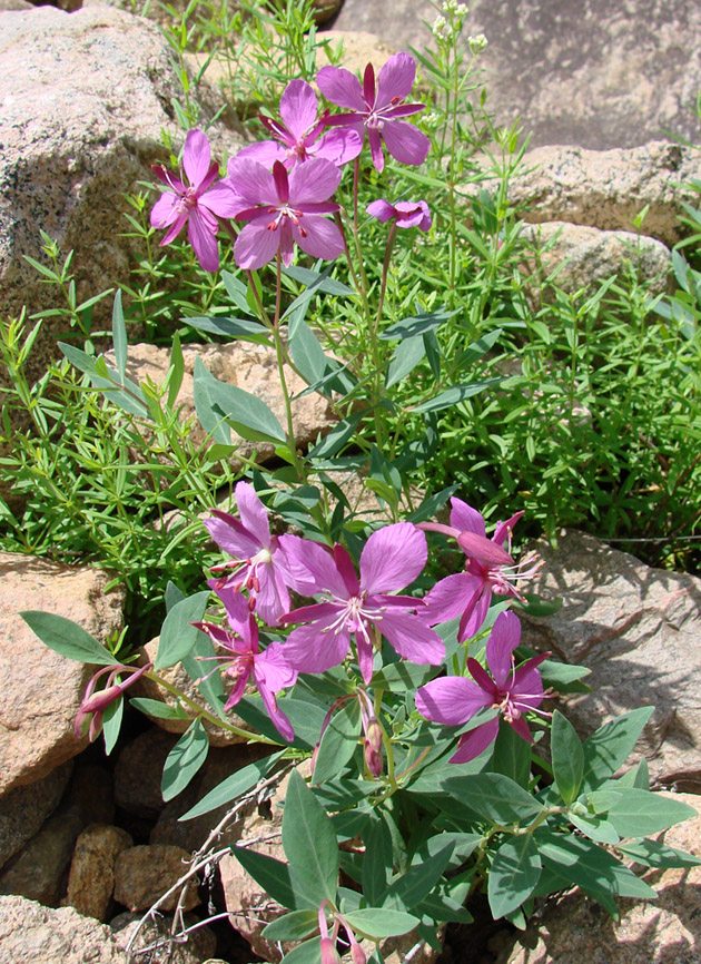 Image of Chamaenerion latifolium specimen.