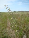 Silene chlorantha. Верхушка цветущего растения. Пензенская обл., ГПЗ \"Приволжская лесостепь\", уч-к \"Кунчеровская степь\". 12 июня 2013 г.