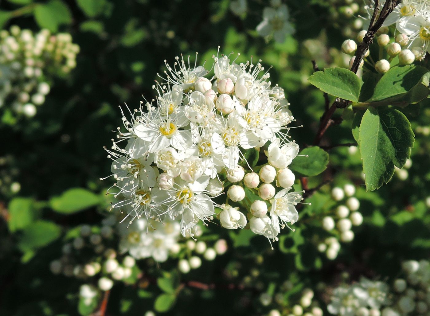 Image of Spiraea chamaedryfolia specimen.