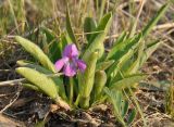 Viola gmeliniana