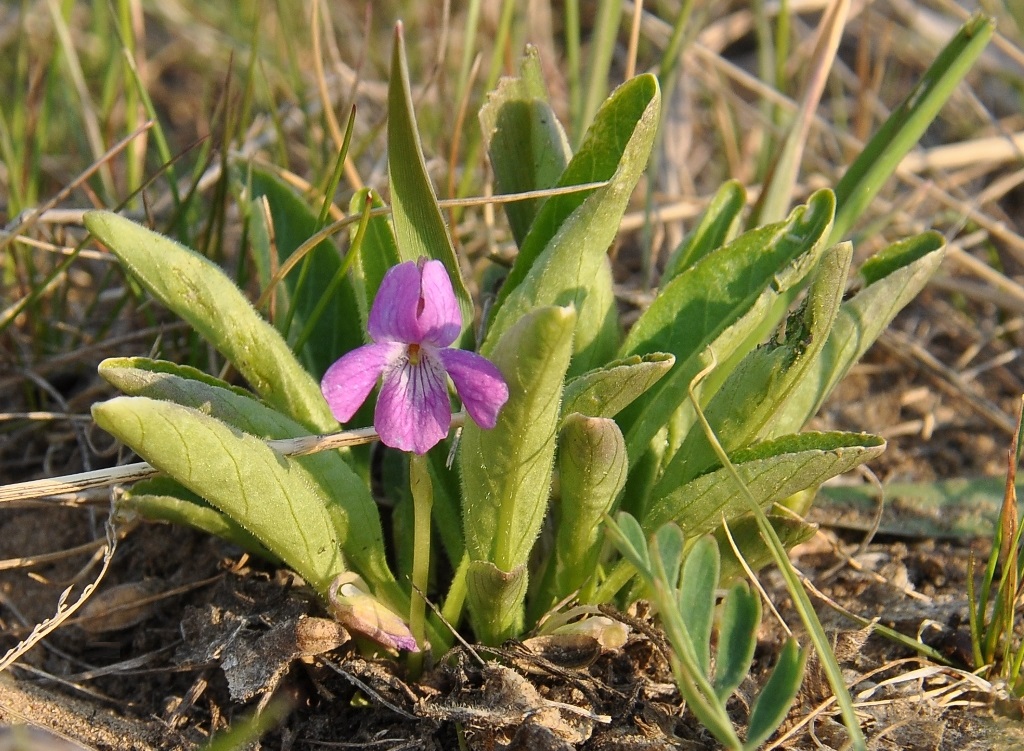 Изображение особи Viola gmeliniana.