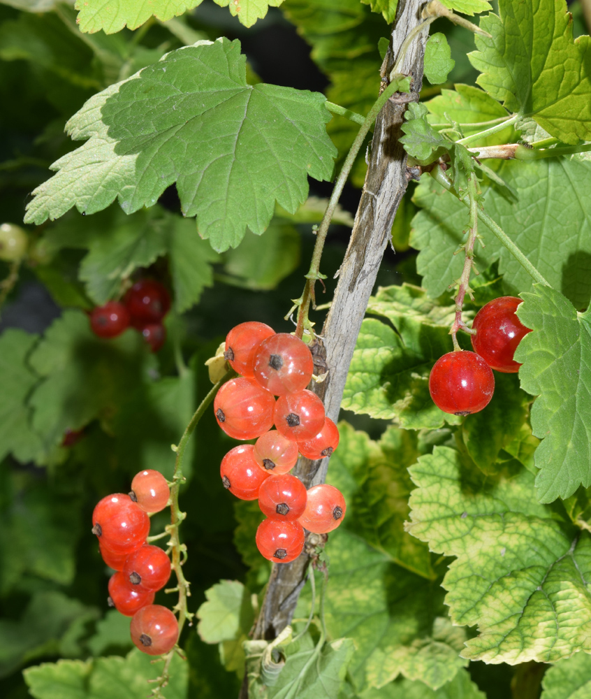 Изображение особи Ribes rubrum.