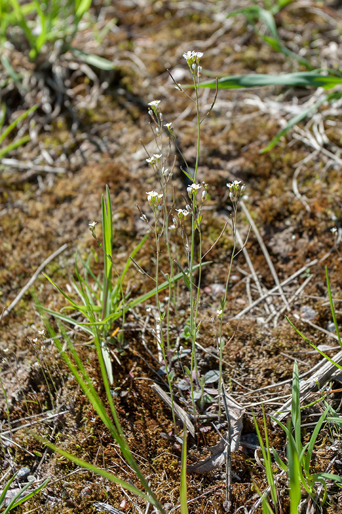 Изображение особи Arabidopsis thaliana.