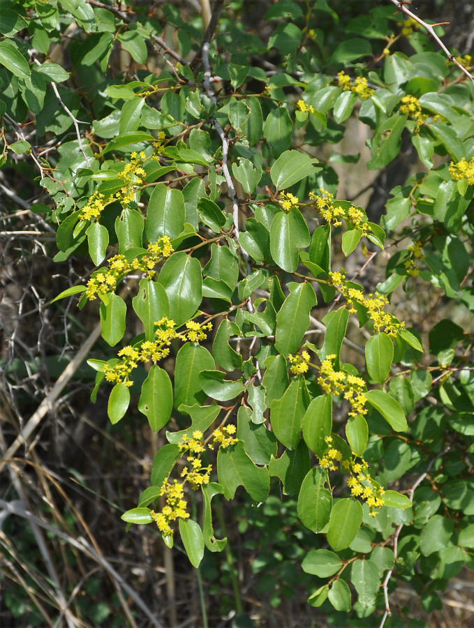 Image of Paliurus spina-christi specimen.