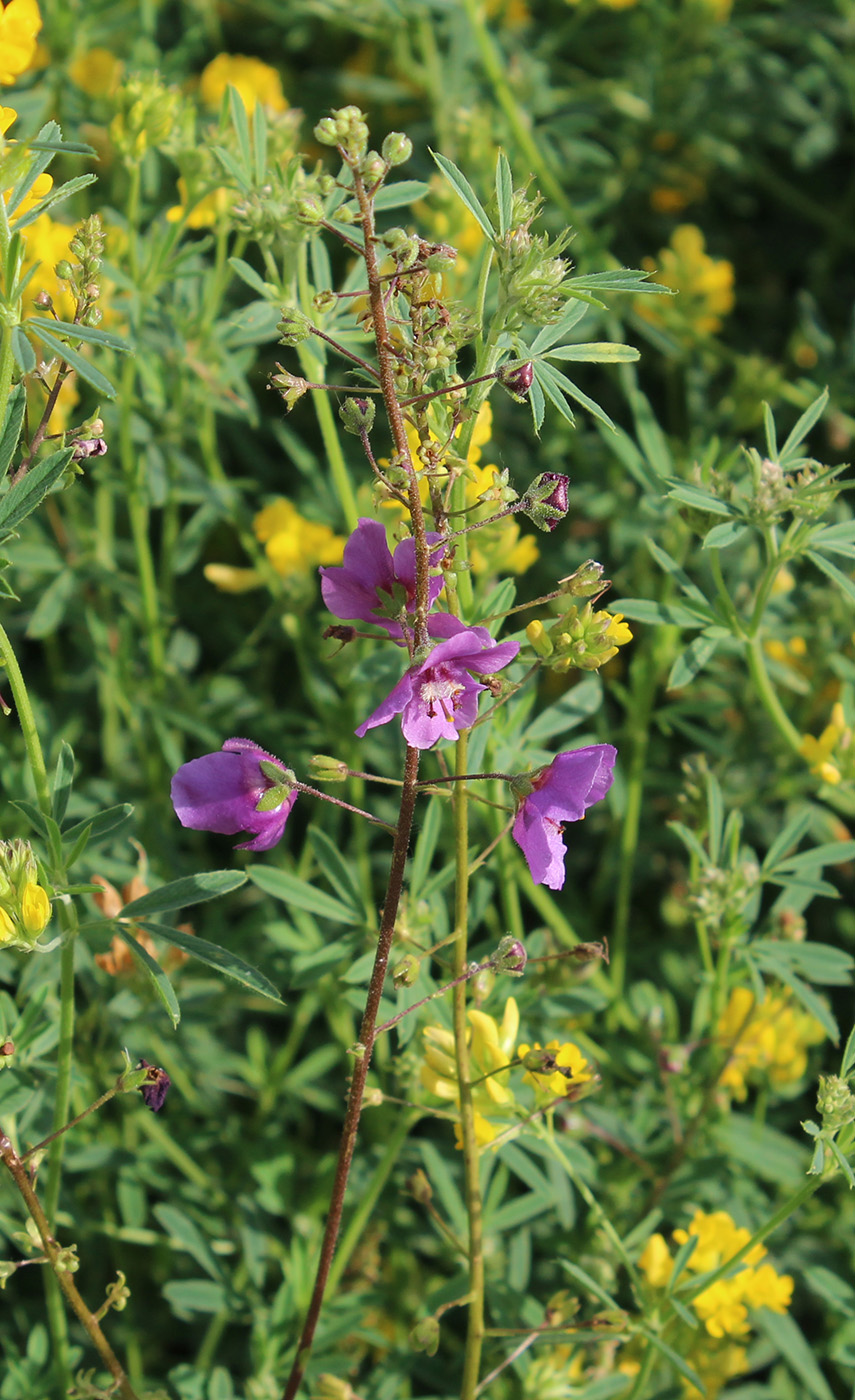 Изображение особи Verbascum phoeniceum.