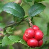 Vaccinium vitis-idaea. Верхушка побега со зрелыми плодами. Украина, Волынская обл., Ратновский р-н, восточнее с. Залухов, сосновый лес возле оз. Святое. 29 июля 2007 г.