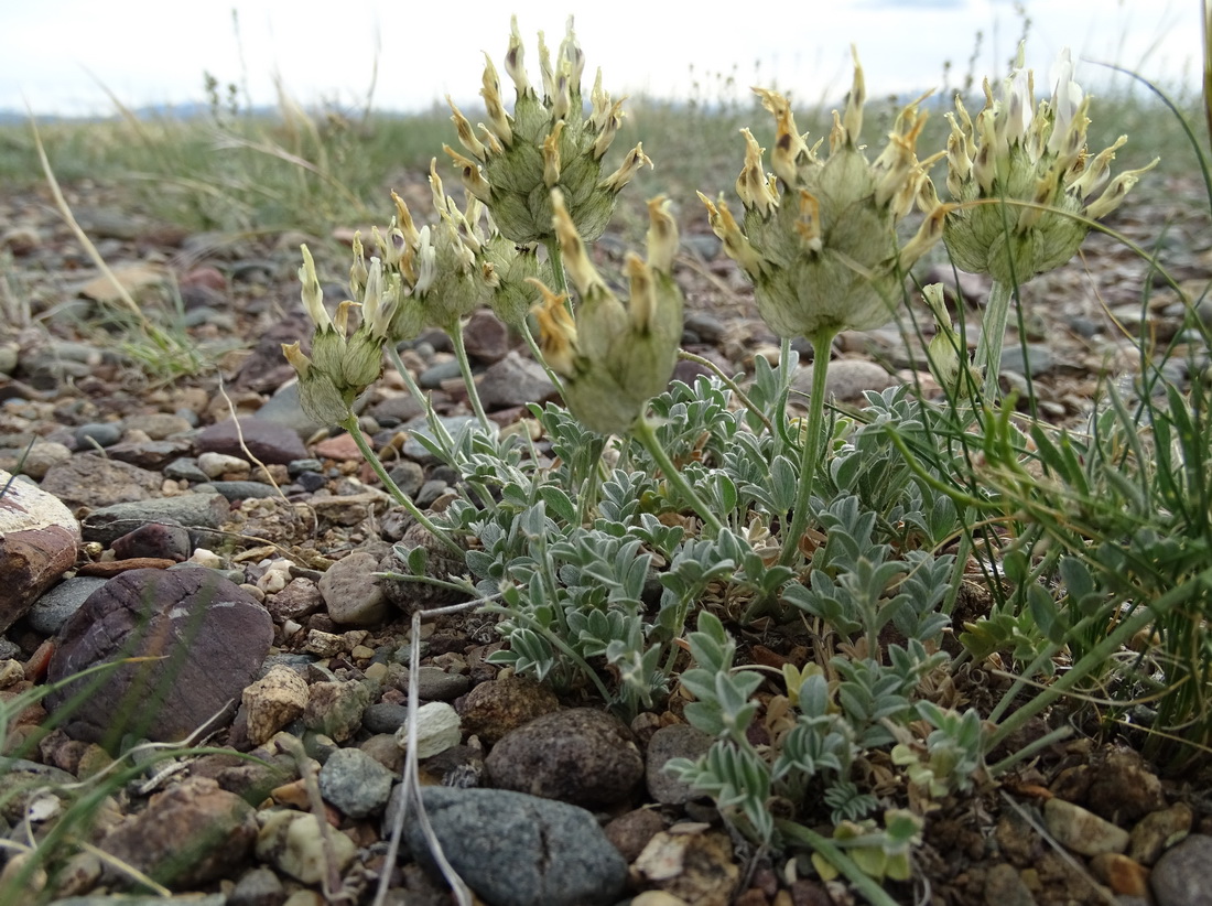 Image of Astragalus dilutus specimen.