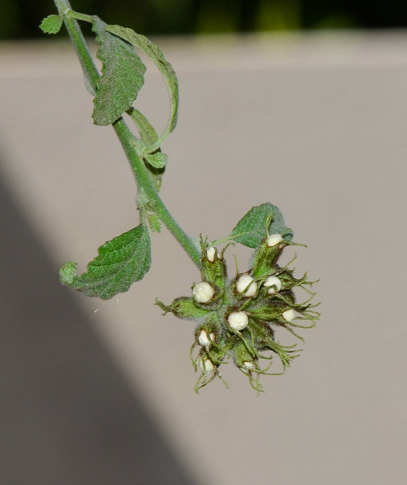 Image of Cordia parvifolia specimen.