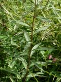 Aster maackii. Часть побега. Приморье, окр. г. Находка, сырой луг. 28.08.2016.