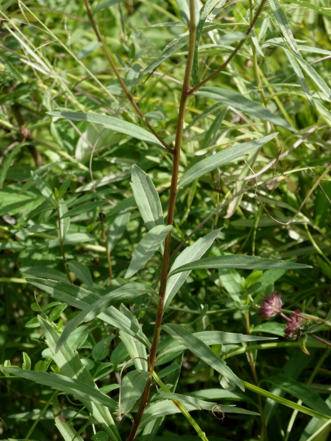 Image of Aster maackii specimen.