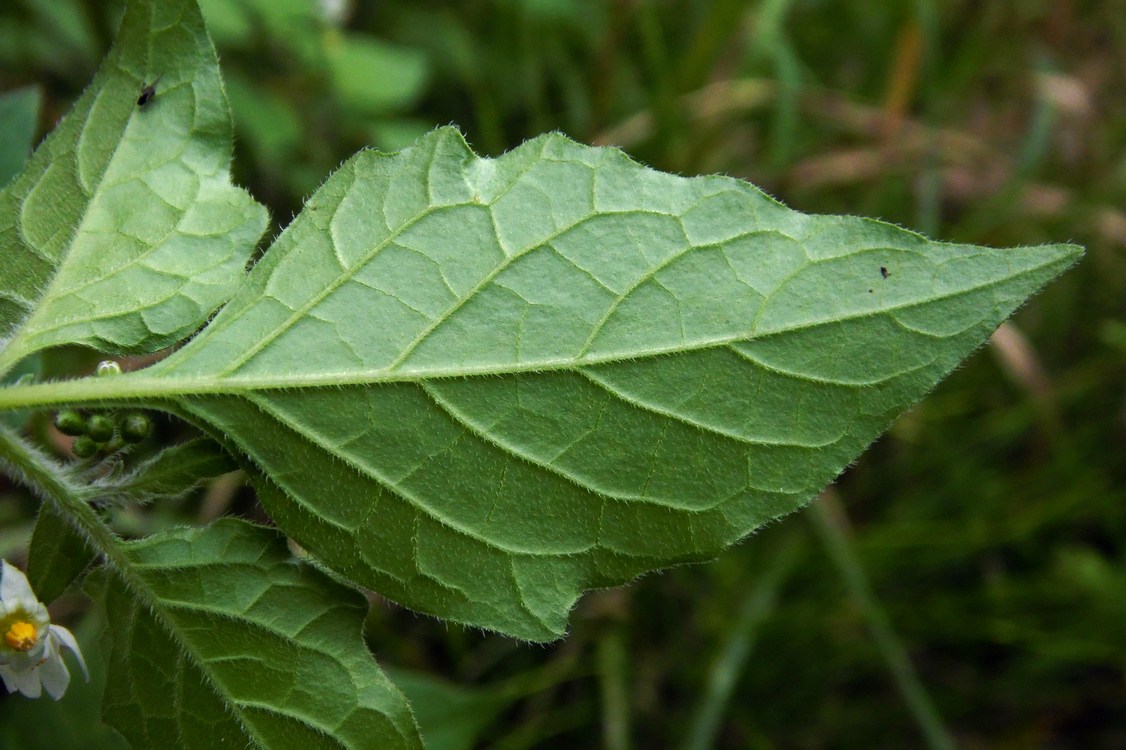 Image of Solanum nigrum ssp. schultesii specimen.