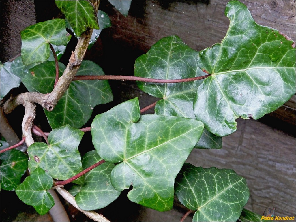 Image of Hedera helix specimen.