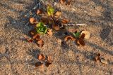 Calystegia soldanella. Плодоносящие растения на песчано-ракушечном пляже. Крым, Керченский п-ов, окр. с. Яковенково, вблизи Кыз-Аульского маяка. 12.08.2016.