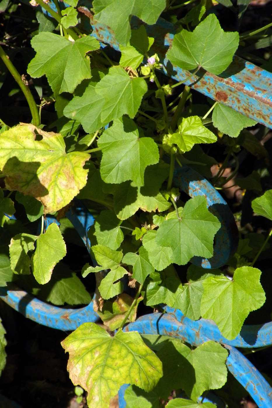 Image of Malva verticillata var. neuroloma specimen.