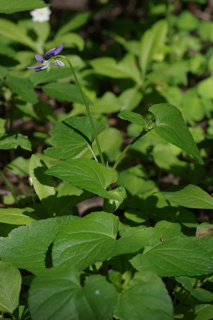 Image of Viola riviniana specimen.