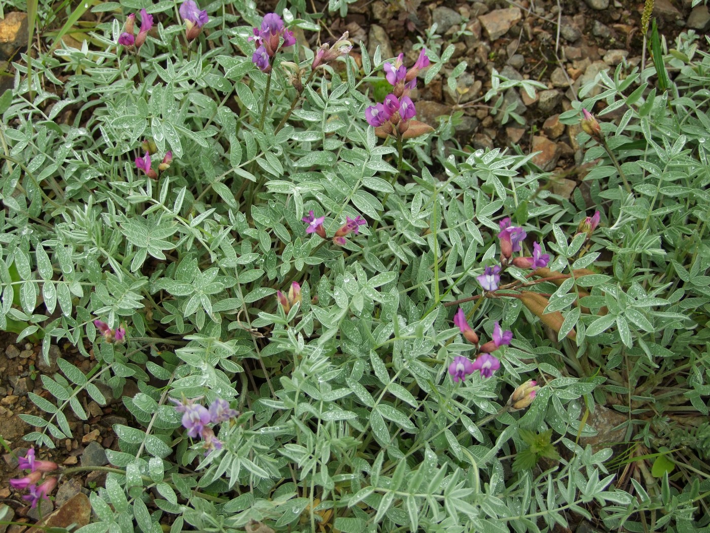 Изображение особи Oxytropis exserta.