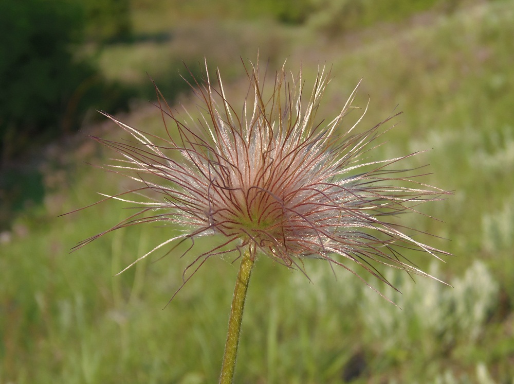 Image of Pulsatilla ucrainica specimen.