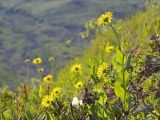 Смотреть изображение Doronicum altaicum