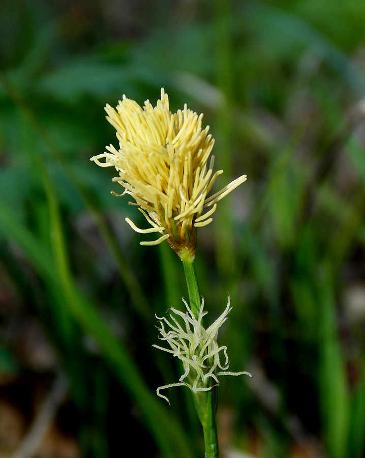 Image of Carex michelii specimen.