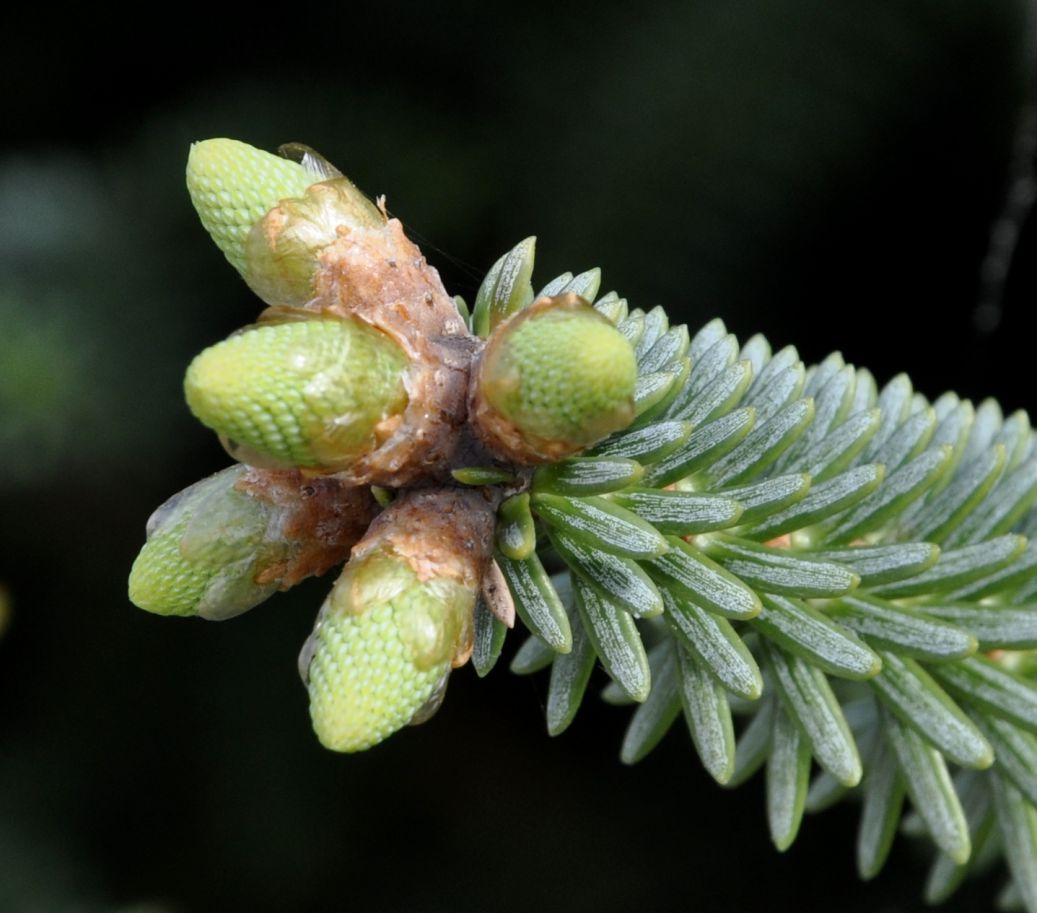 Image of Abies pinsapo specimen.