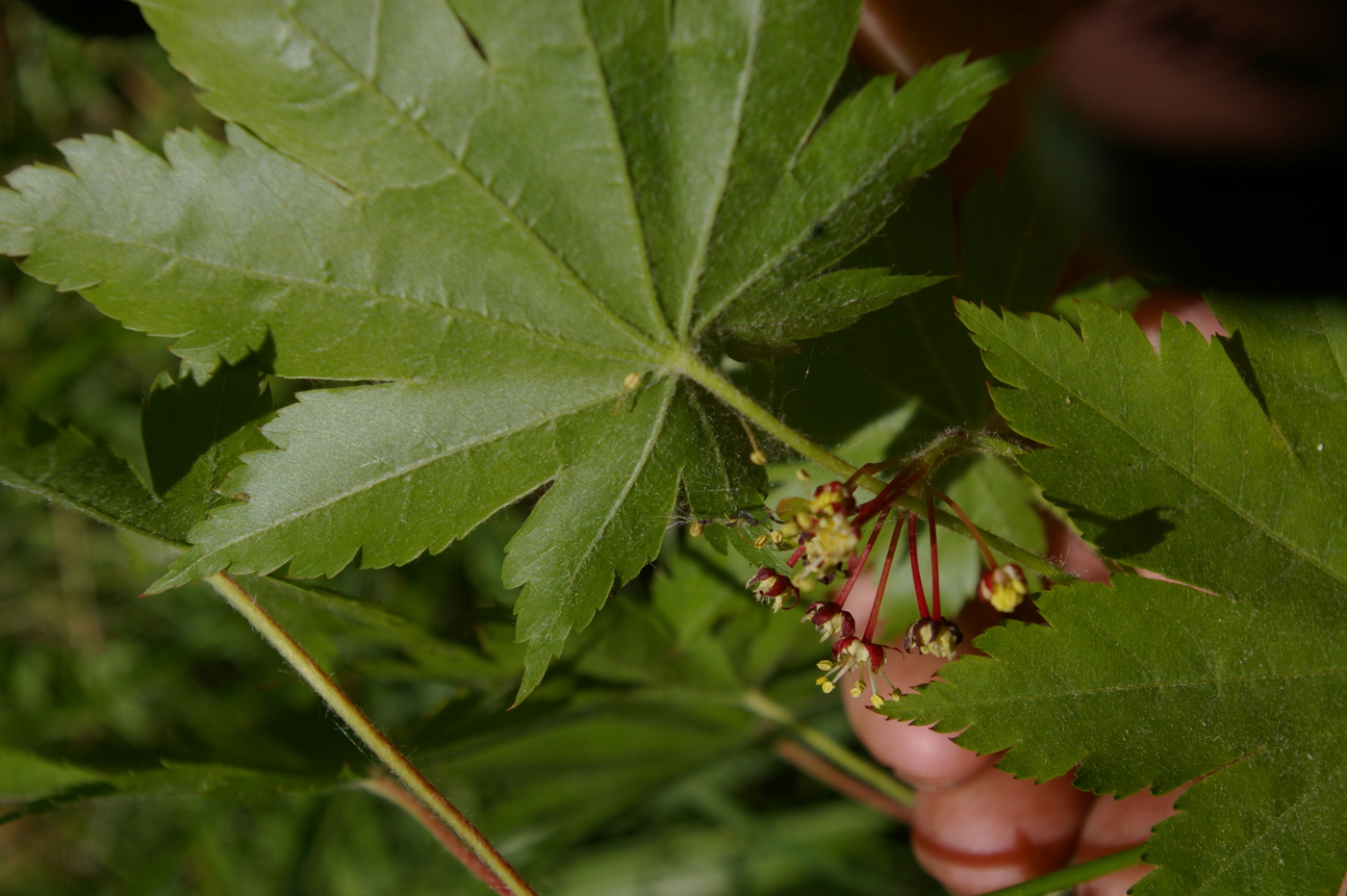 Image of Acer pseudosieboldianum specimen.