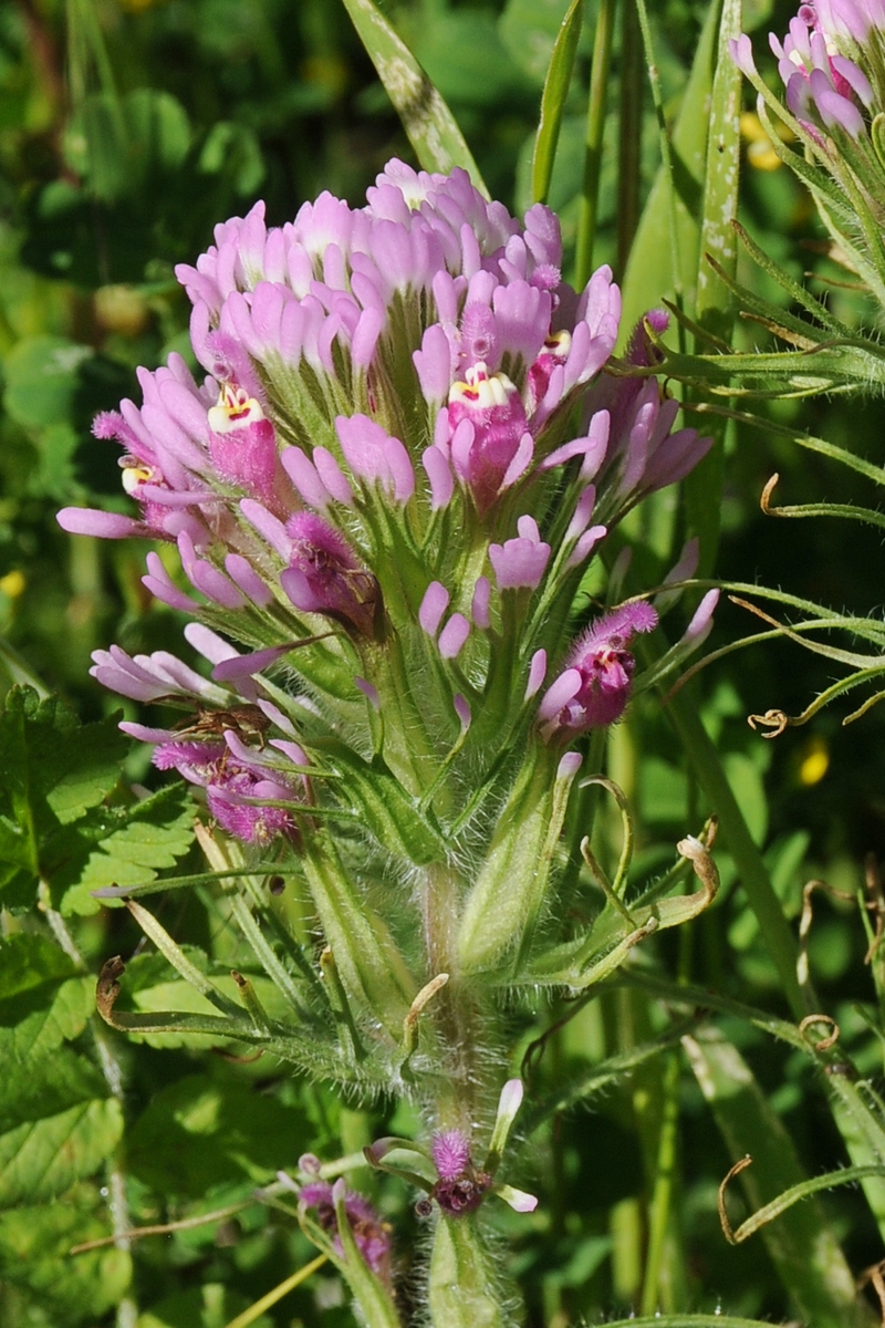 Изображение особи Castilleja exserta.