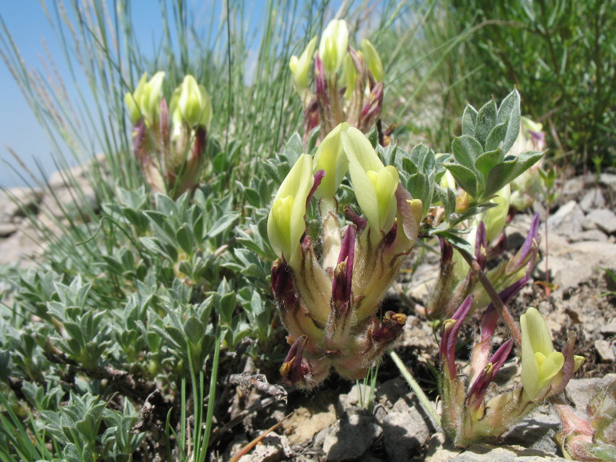 Image of Astragalus cytisoides specimen.