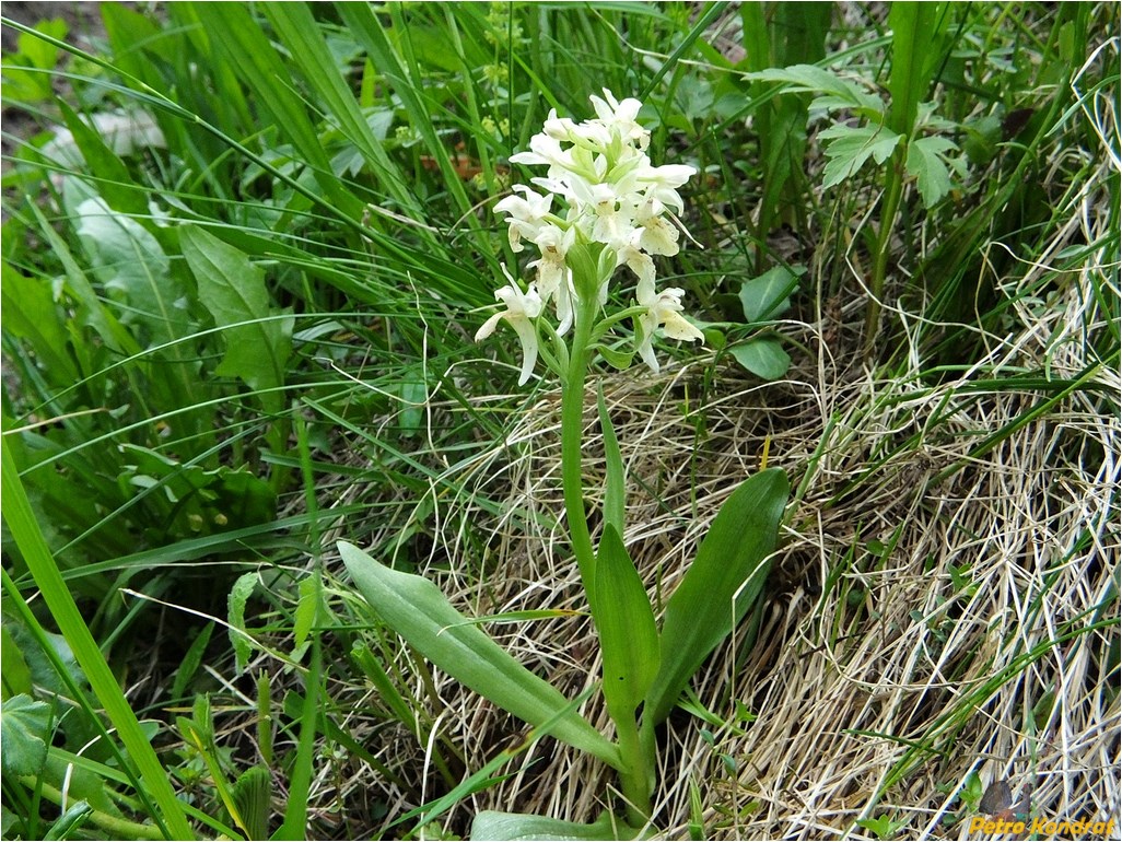 Image of Dactylorhiza sambucina specimen.