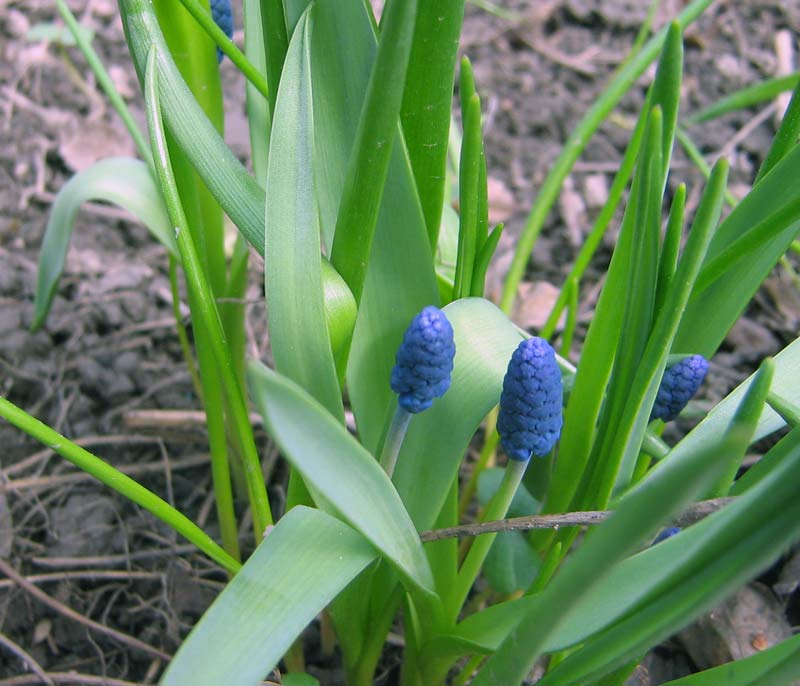 Image of genus Muscari specimen.