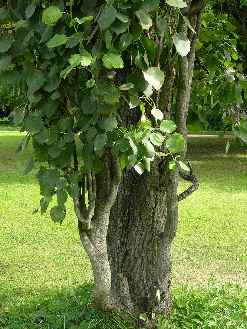 Image of Populus tremula specimen.