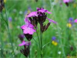 Dianthus carthusianorum. Верхушка растения с соцветиями. Украина, Ивано-Франковская обл., Болеховский горсовет, Поляницкий сельсовет, Поляницкий региональный ландшафтный парк, на сенокосном лугу. 28.06.2017.