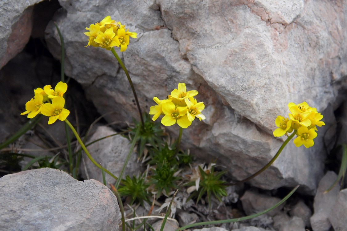 Изображение особи Draba scabra.